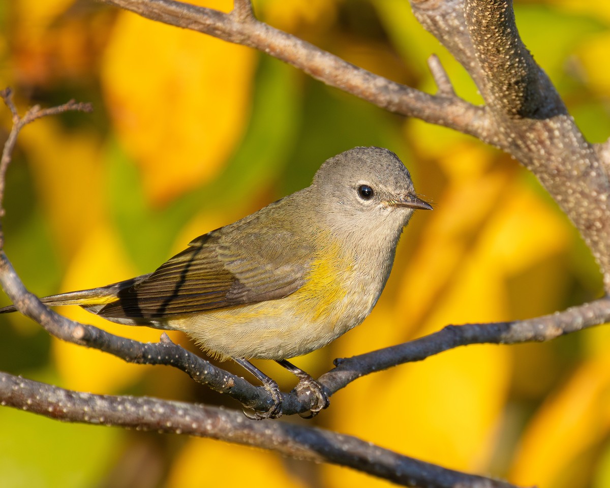 American Redstart - ML642856876