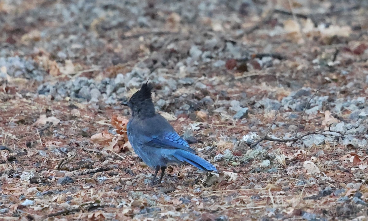 Steller's Jay - ML642856881