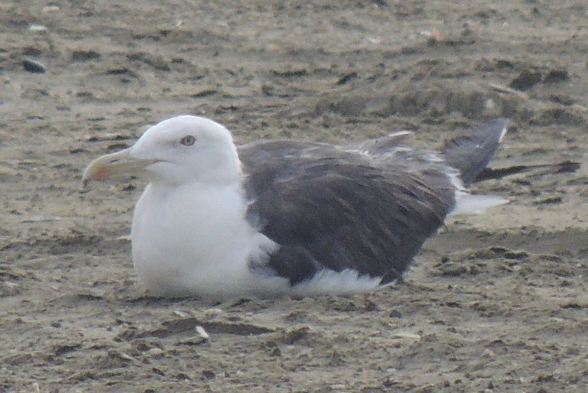 Lesser Black-backed Gull (Heuglin's) - ML642856906