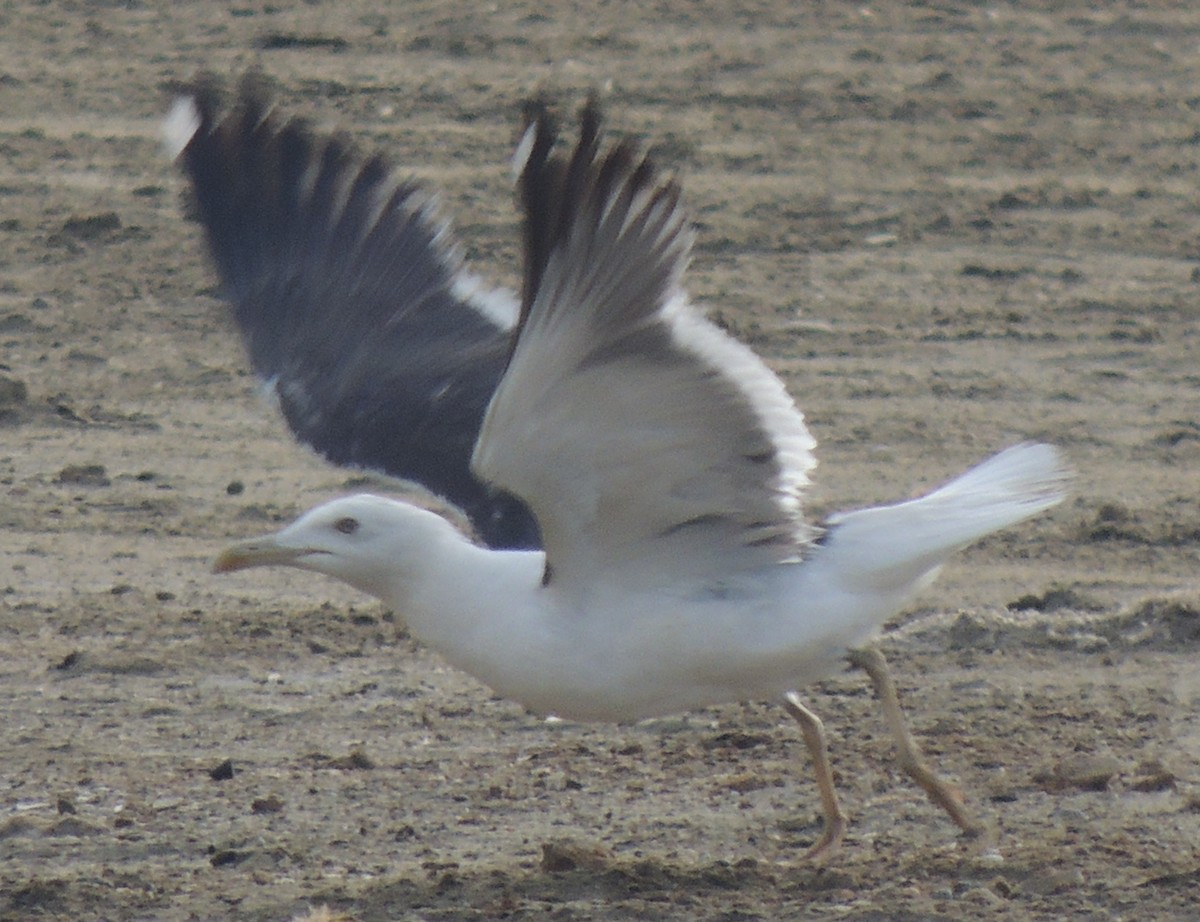 Lesser Black-backed Gull (Heuglin's) - ML642856907