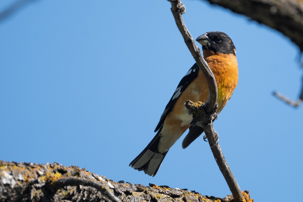 Black-headed Grosbeak - ML642856908