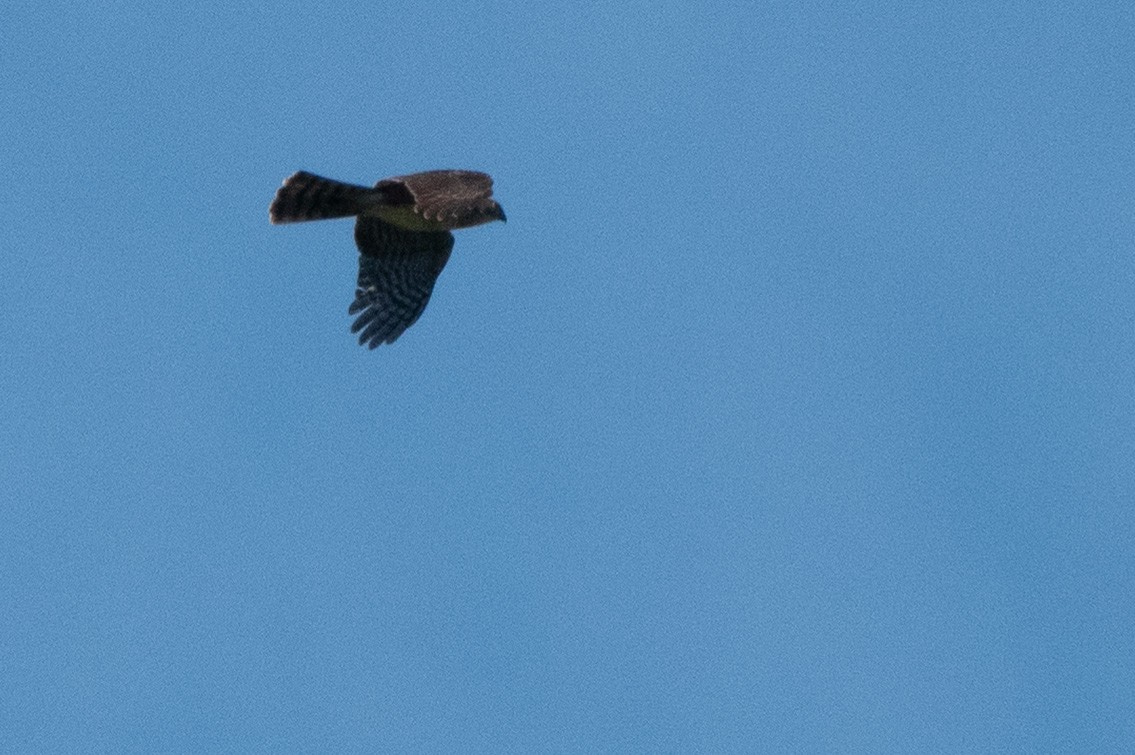 Sharp-shinned Hawk (Caribbean) - ML642856909