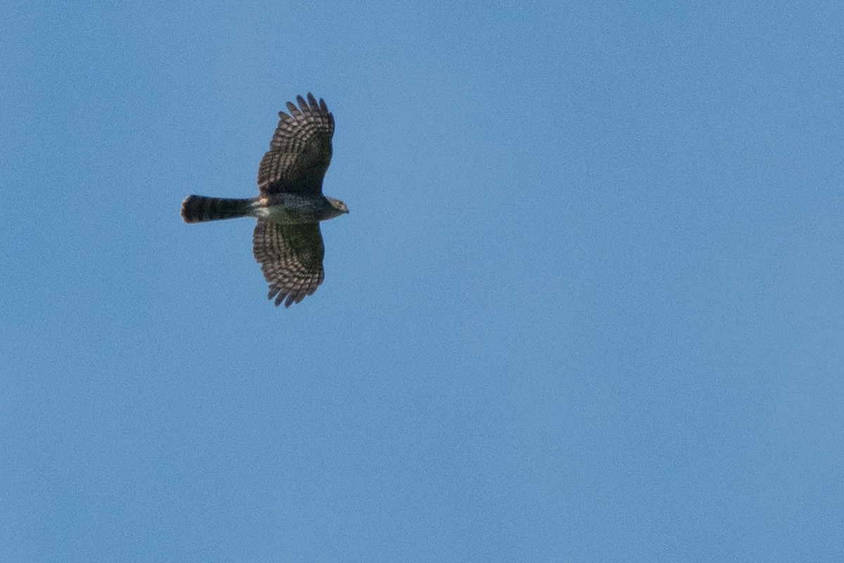 Sharp-shinned Hawk (Caribbean) - ML642856910