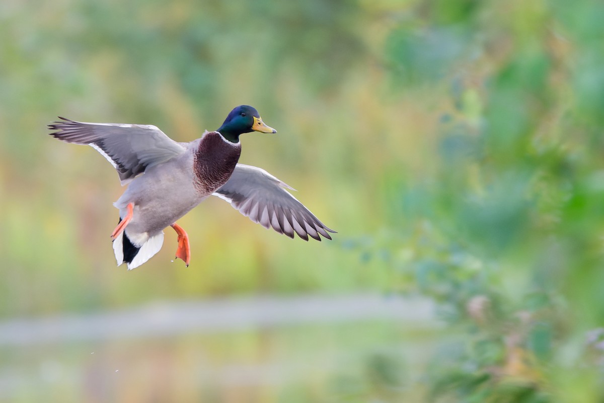 Mallard - ML642856911