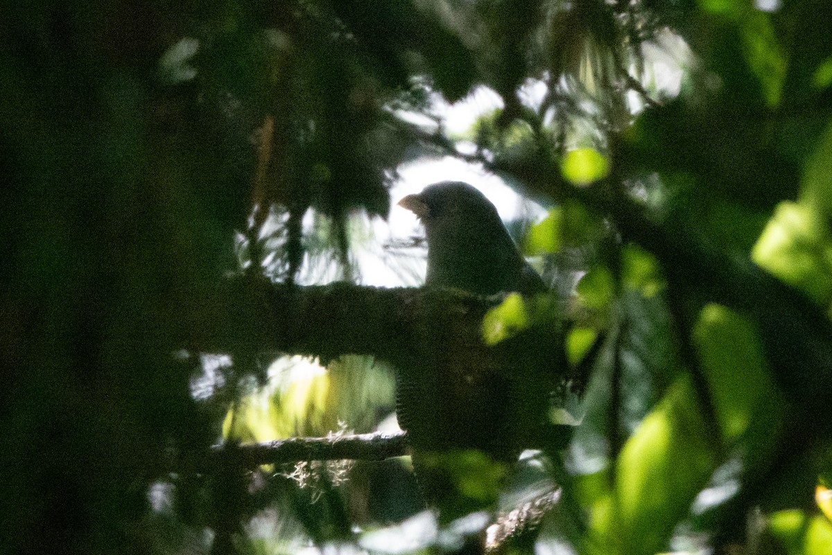Hispaniolan Trogon - ML642856929