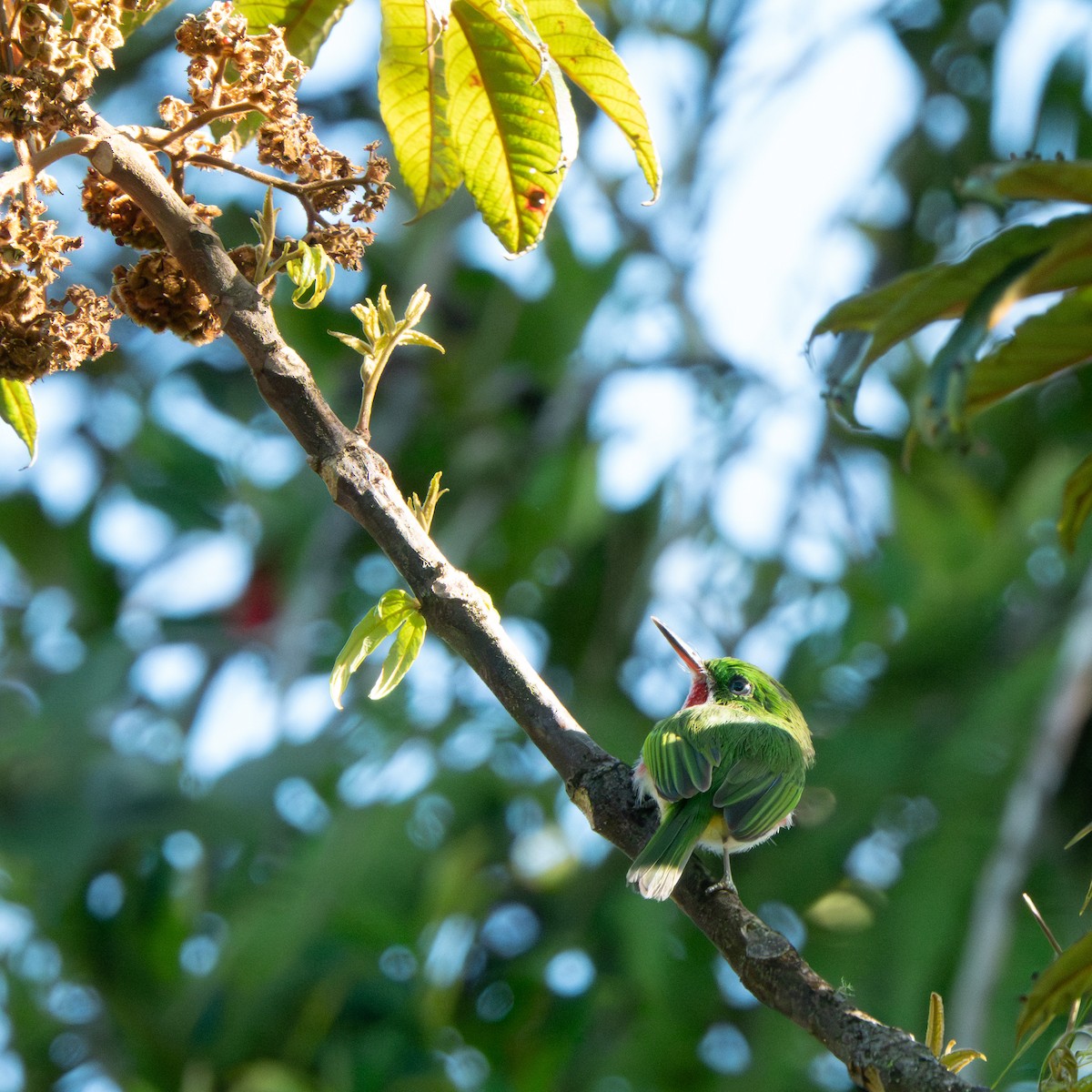 Narrow-billed Tody - ML642856933