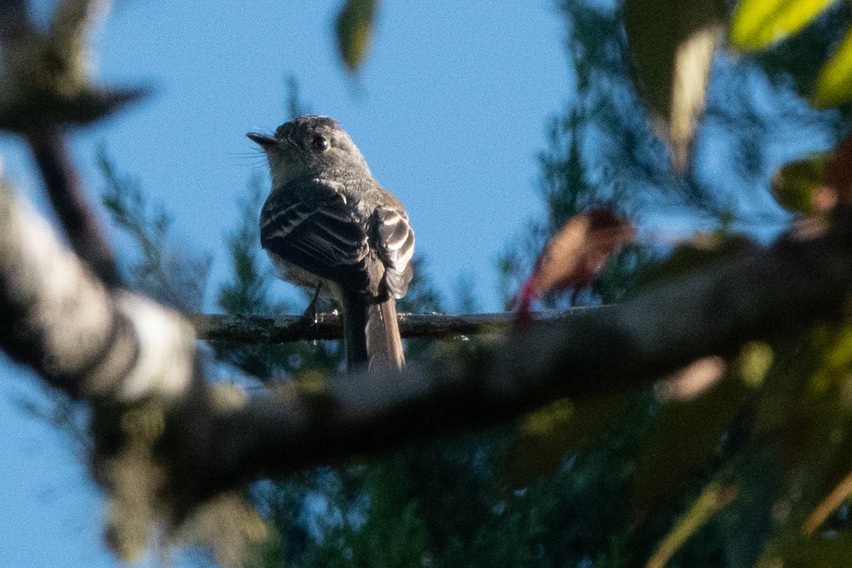 Greater Antillean Elaenia (Hispaniolan) - ML642856937