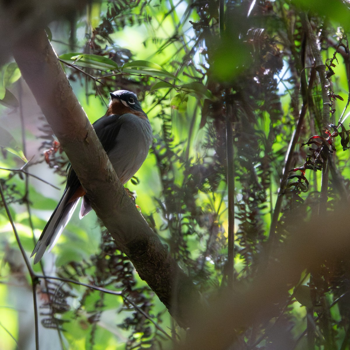 Rufous-throated Solitaire (Rufous-throated) - ML642856938