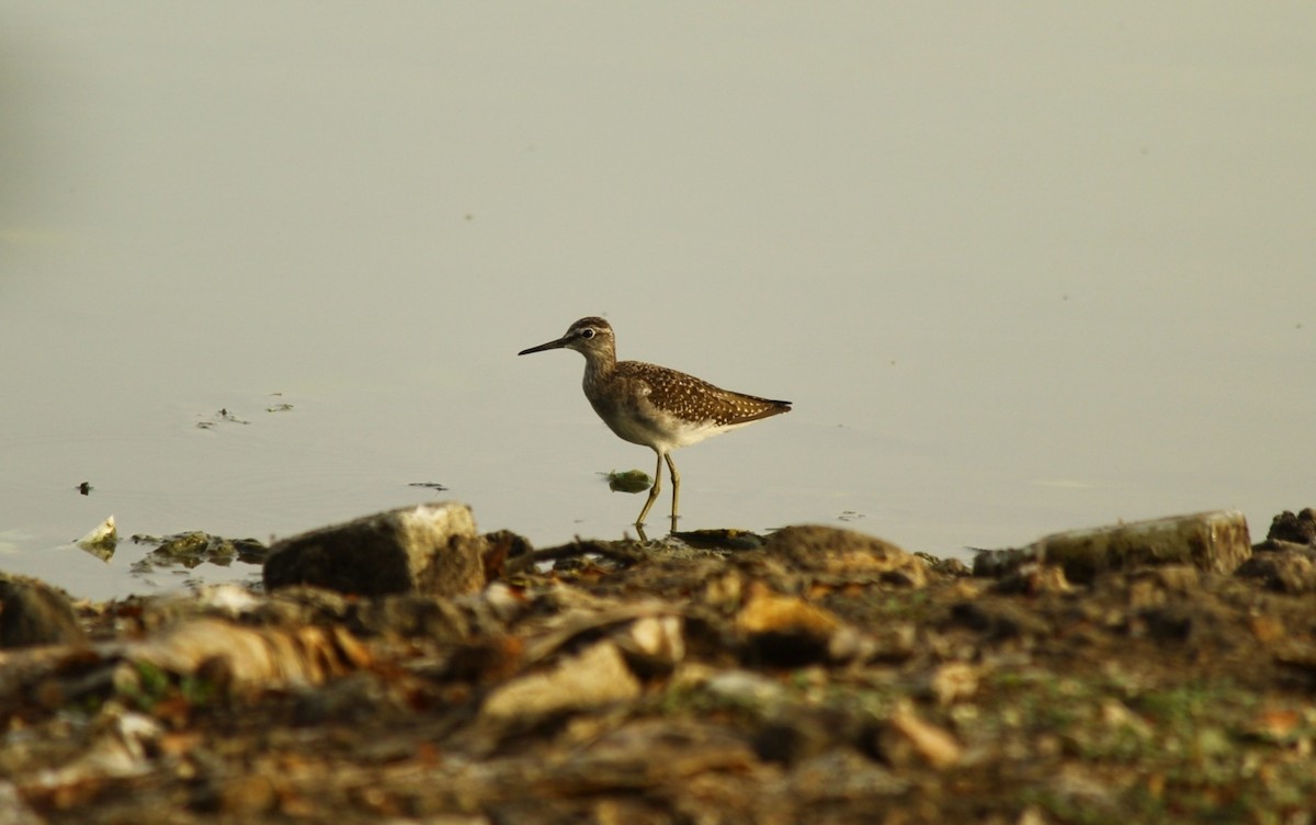 Wood Sandpiper - ML642856944