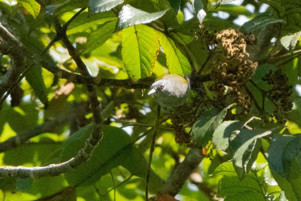 Green-tailed Warbler - ML642856946