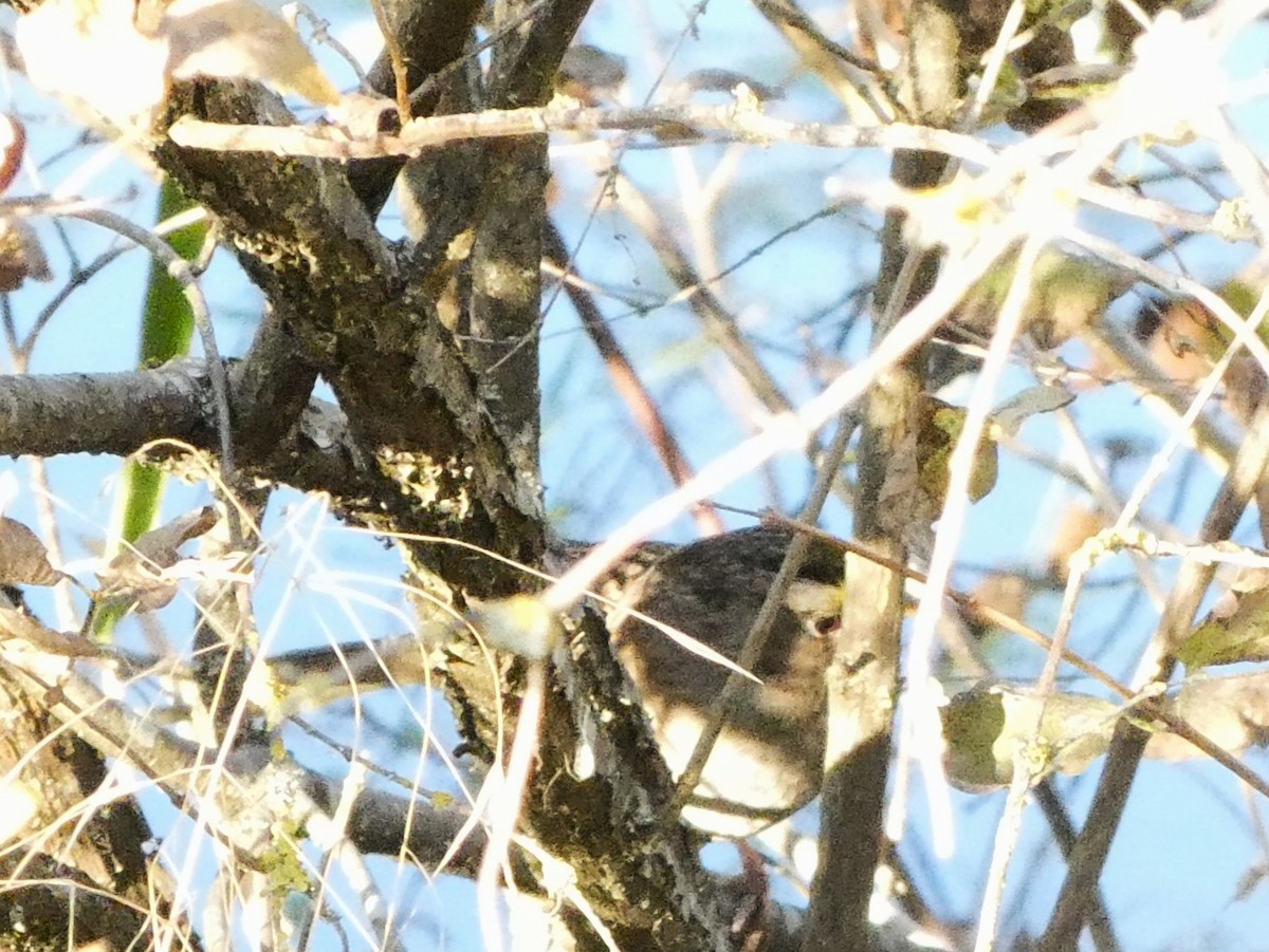 Golden-crowned Sparrow - ML642856947