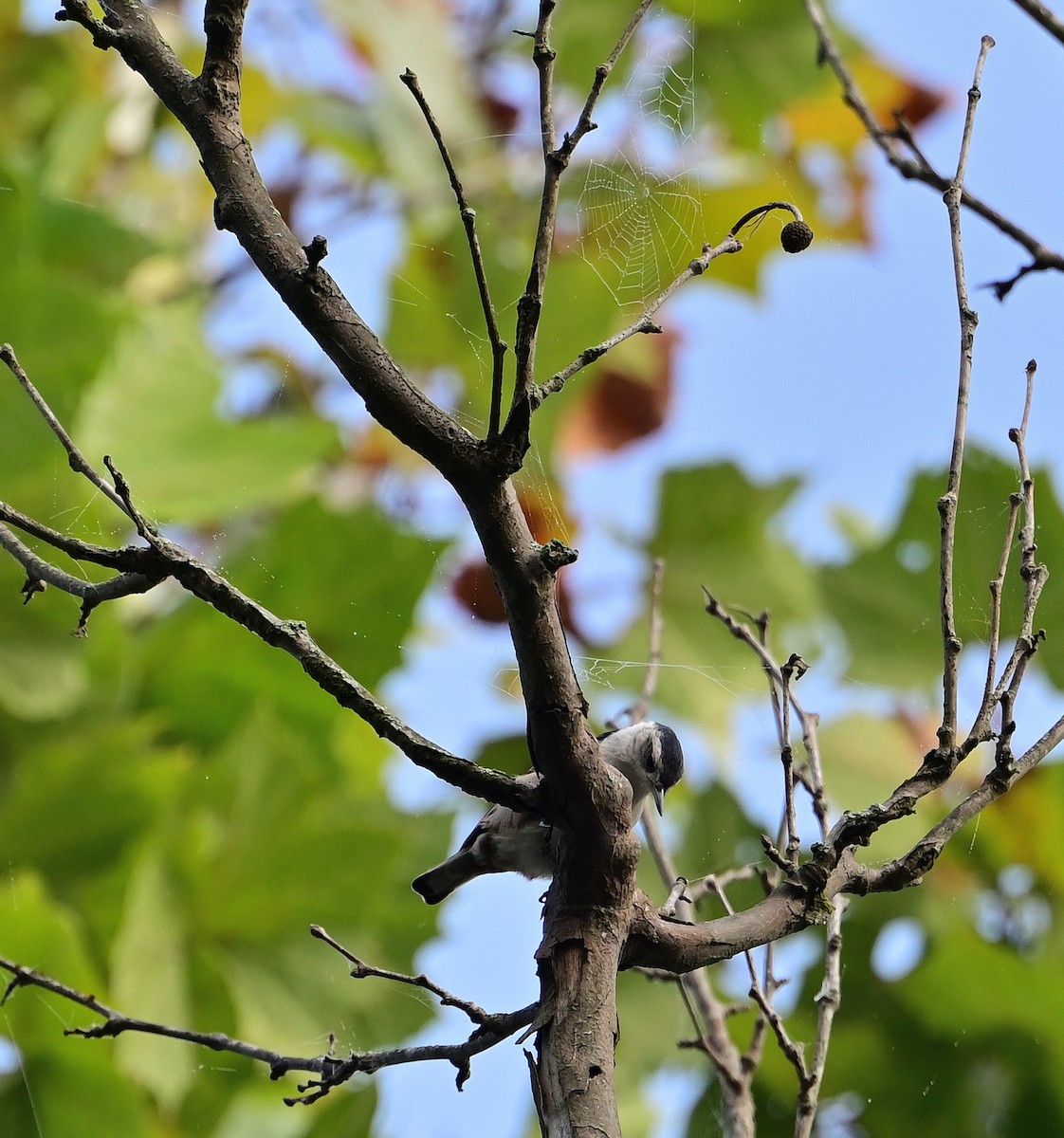 White-breasted Nuthatch - ML642856948
