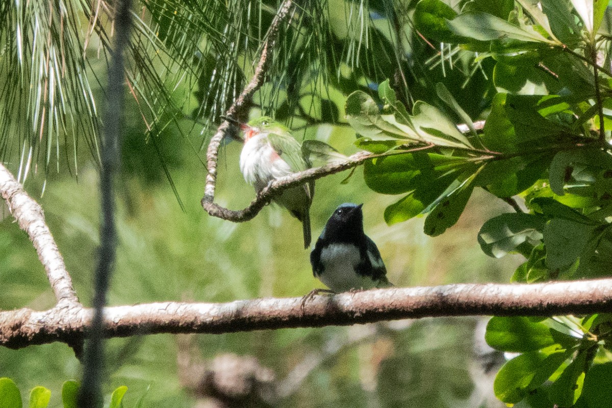 Narrow-billed Tody - ML642856973