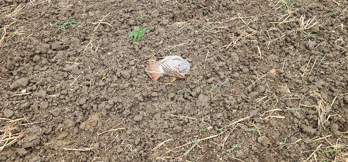 Gray Partridge - ML642856987