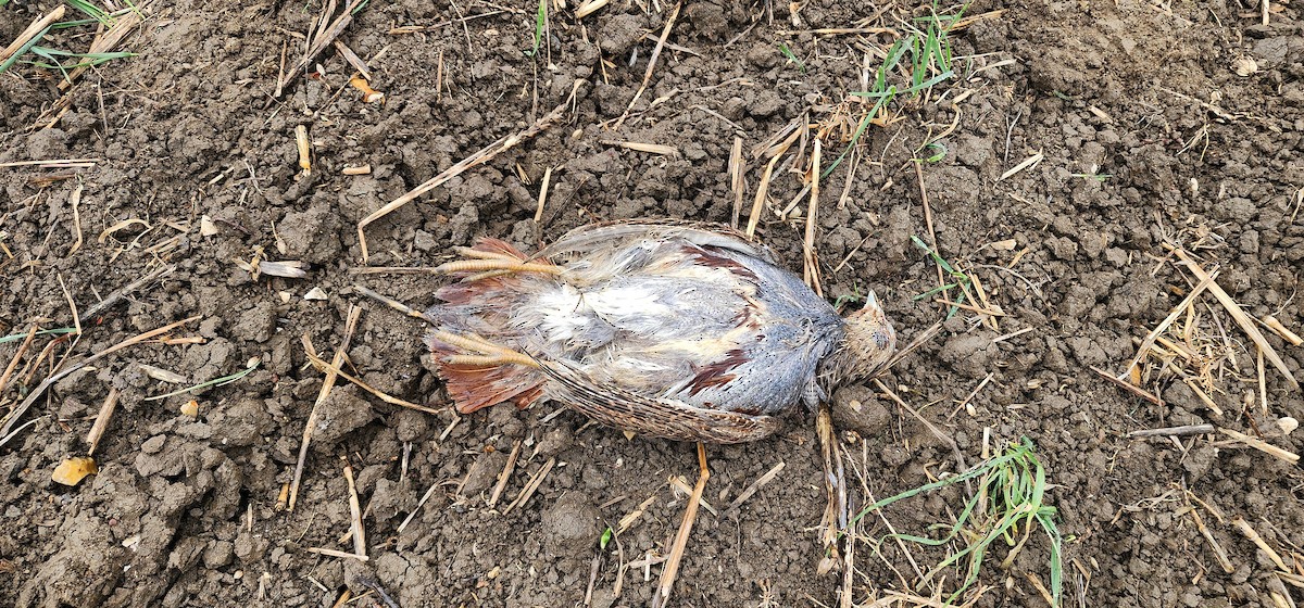 Gray Partridge - ML642856989
