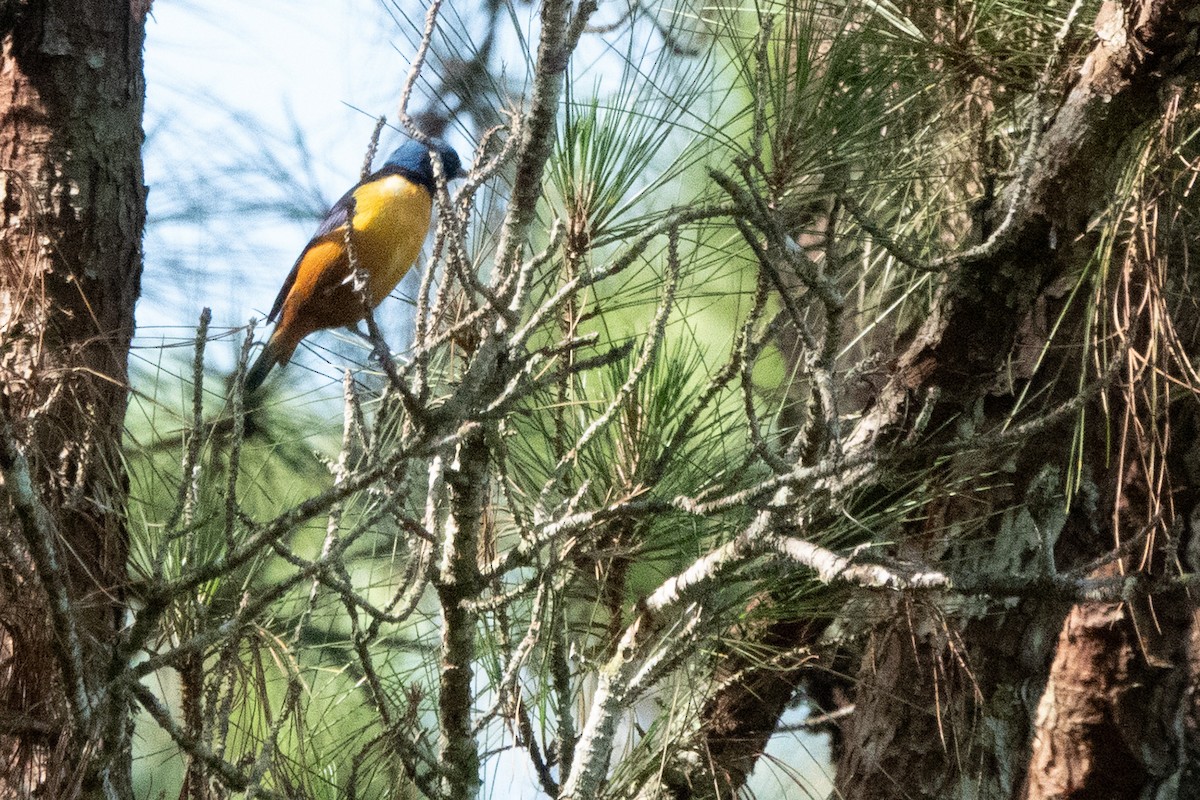 Hispaniolan Euphonia - ML642856993