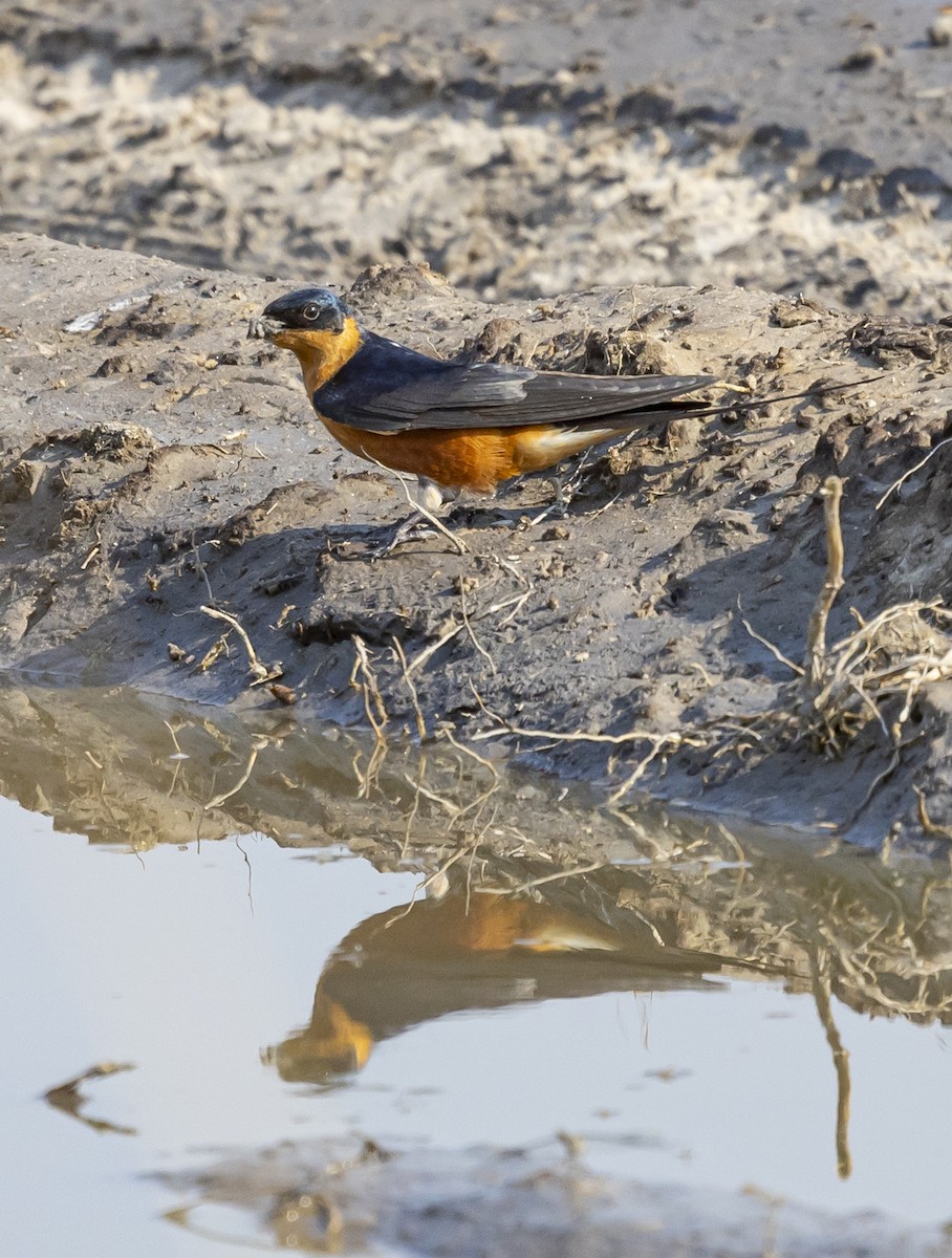Rufous-chested Swallow - ML642856994