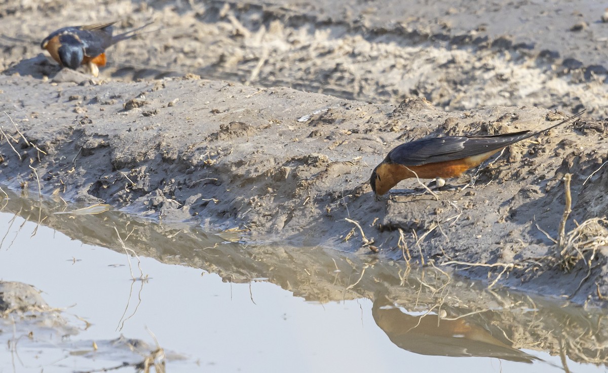 Rufous-chested Swallow - ML642856995