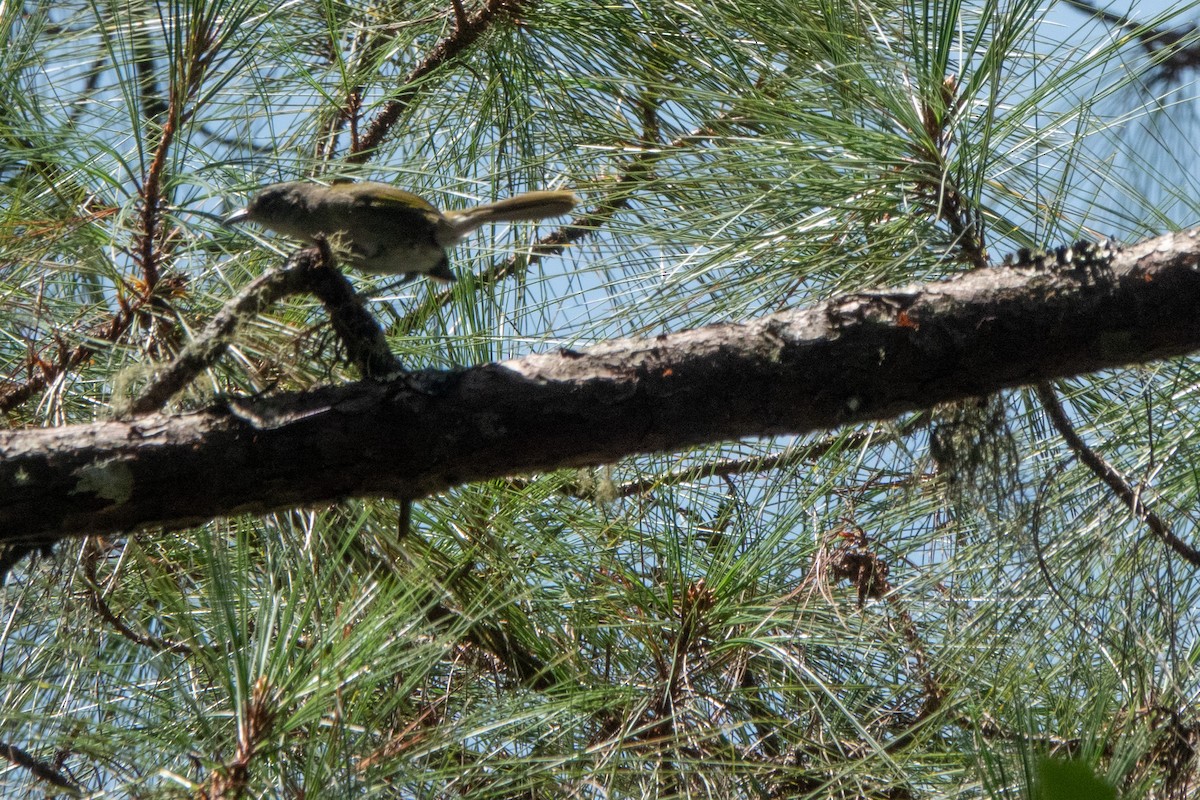 Green-tailed Warbler - ML642857000