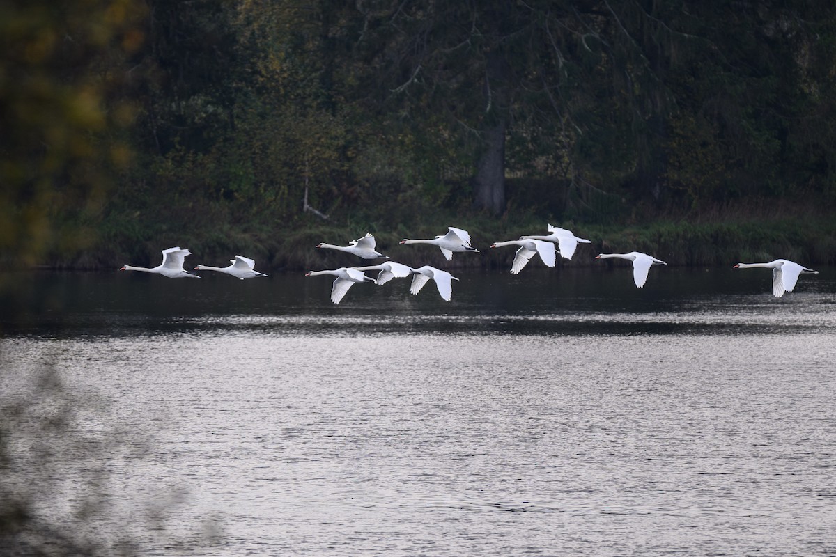 Cygne tuberculé - ML642857017