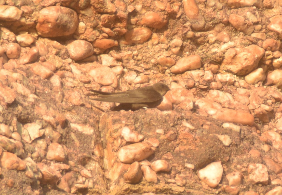 Dusky Crag-Martin - ML642857024