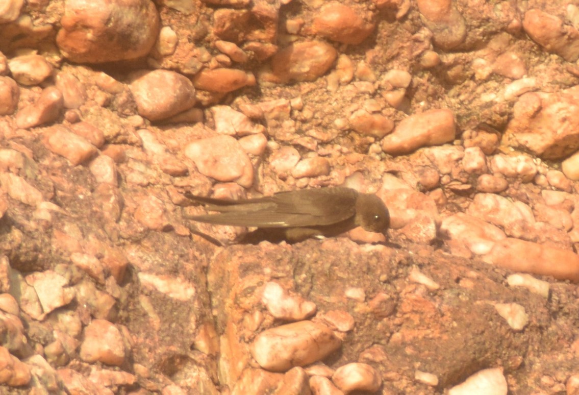 Dusky Crag-Martin - ML642857025