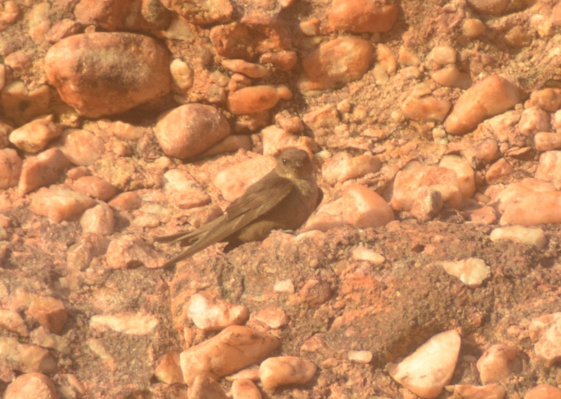 Dusky Crag-Martin - ML642857026