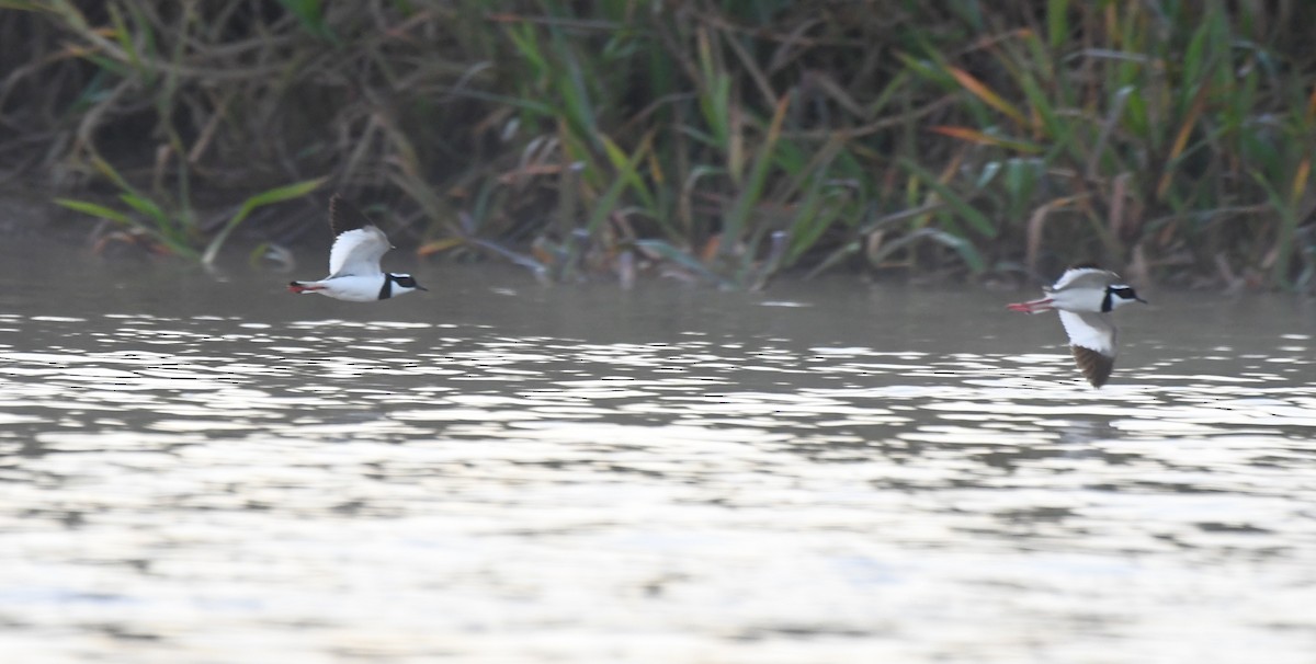 Pied Plover - ML642857030