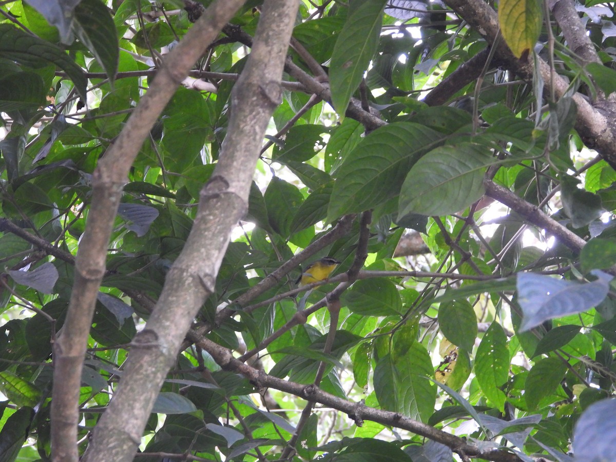 Sulphur-bellied Tyrannulet - ML642857031