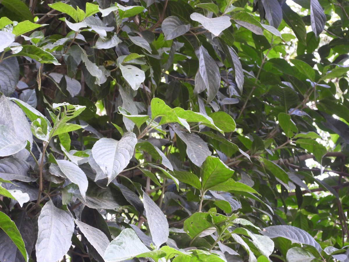 Sulphur-bellied Tyrannulet - ML642857040