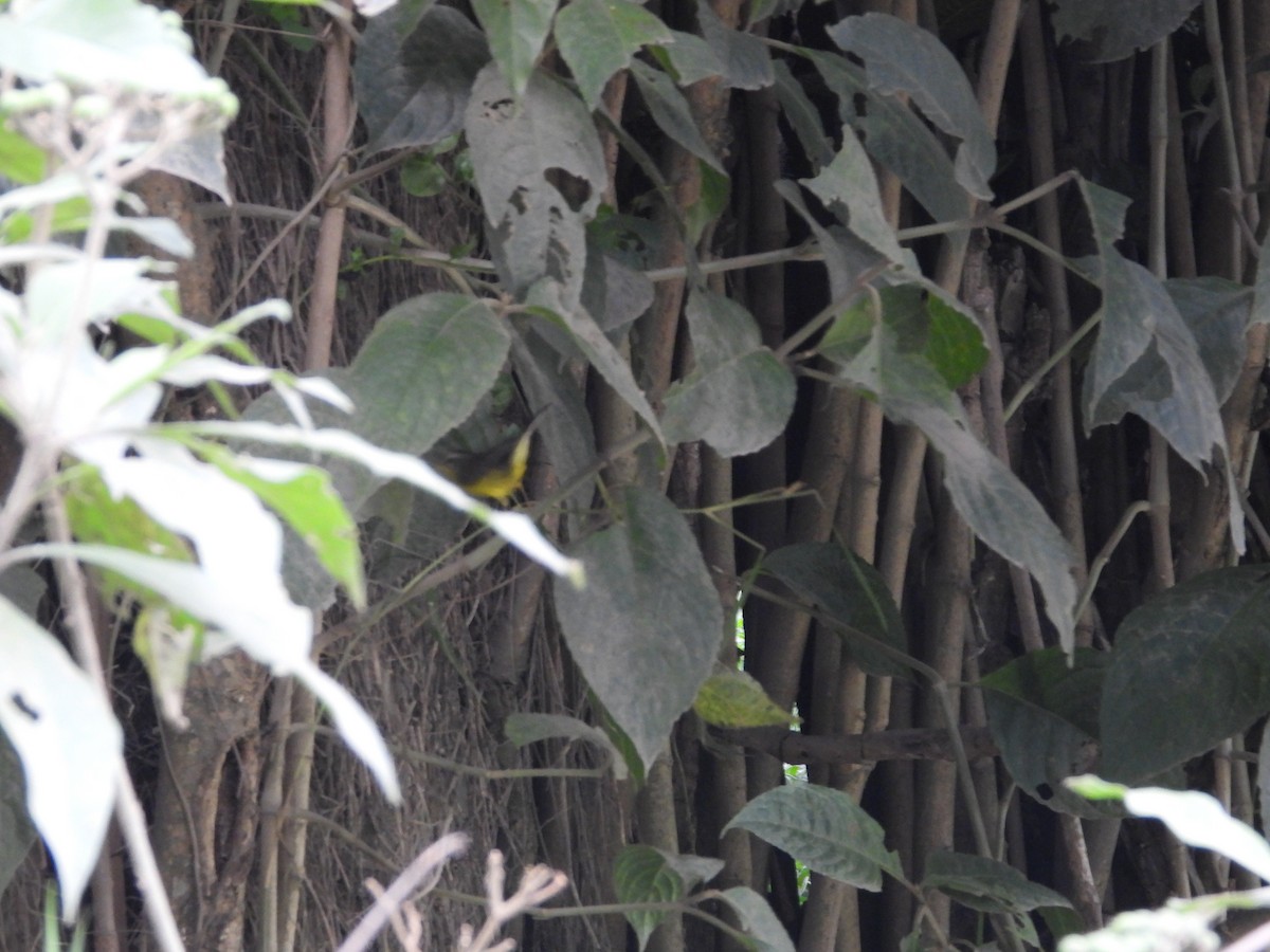 Sulphur-bellied Tyrannulet - ML642857042