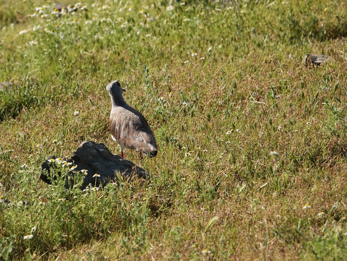 Southern Lapwing - ML642857047