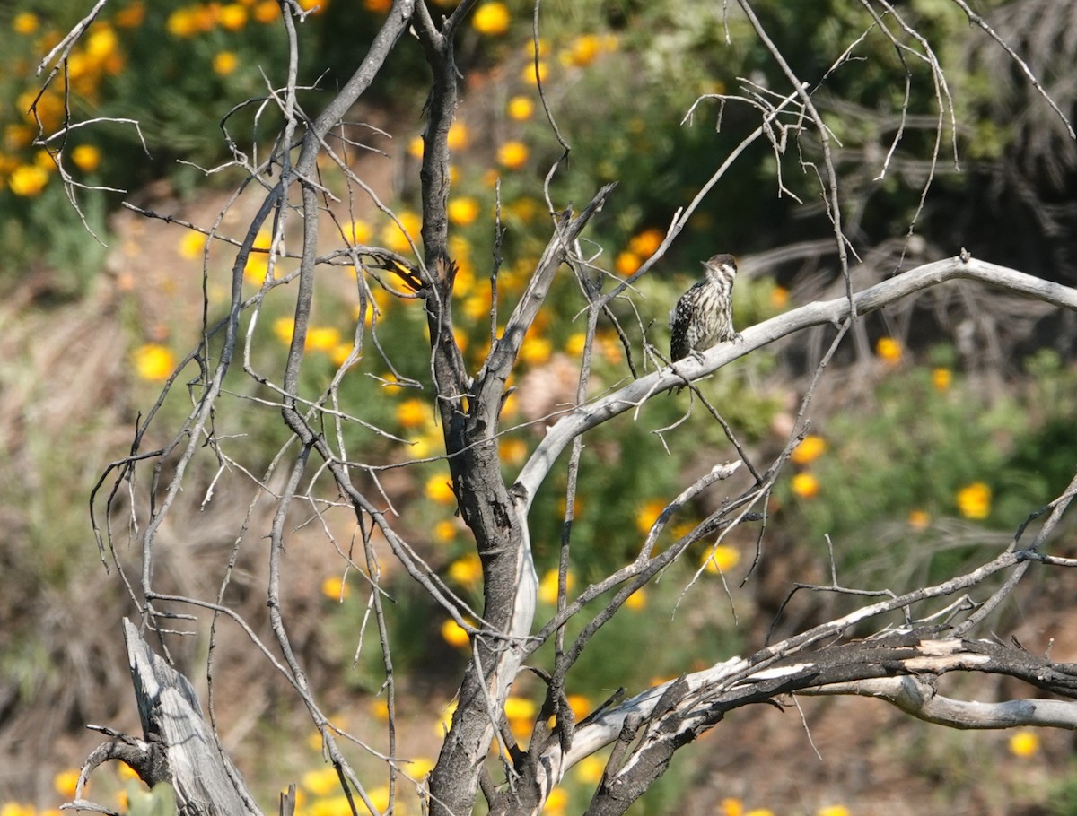 Striped Woodpecker - ML642857061