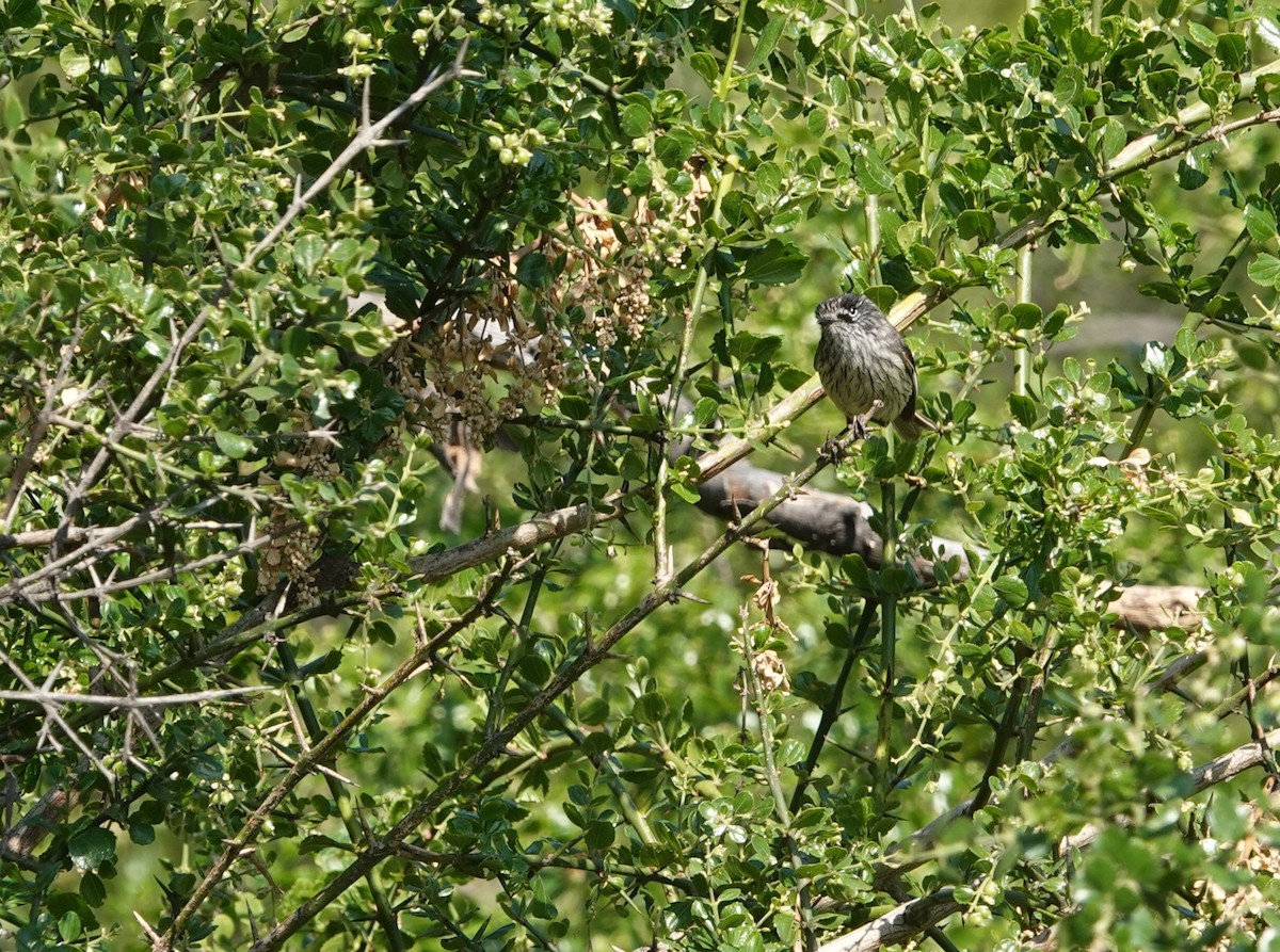 Tufted Tit-Tyrant - ML642857070