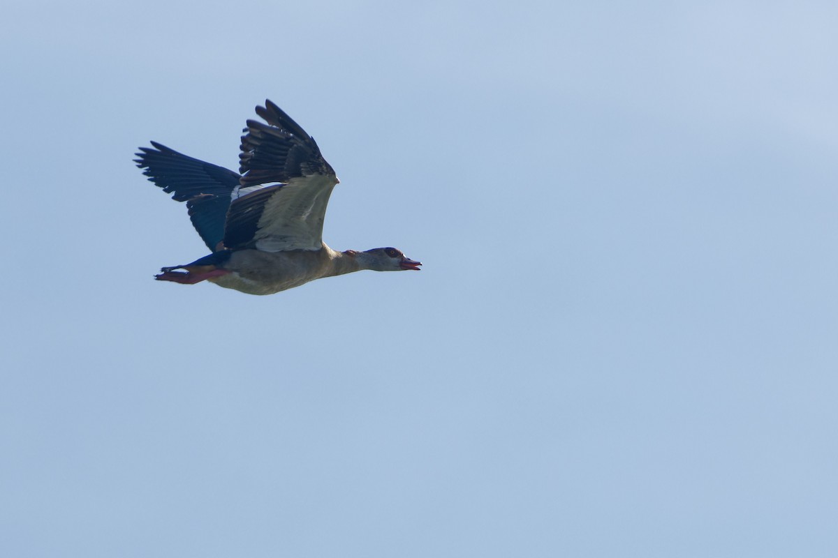 Egyptian Goose - ML642857072