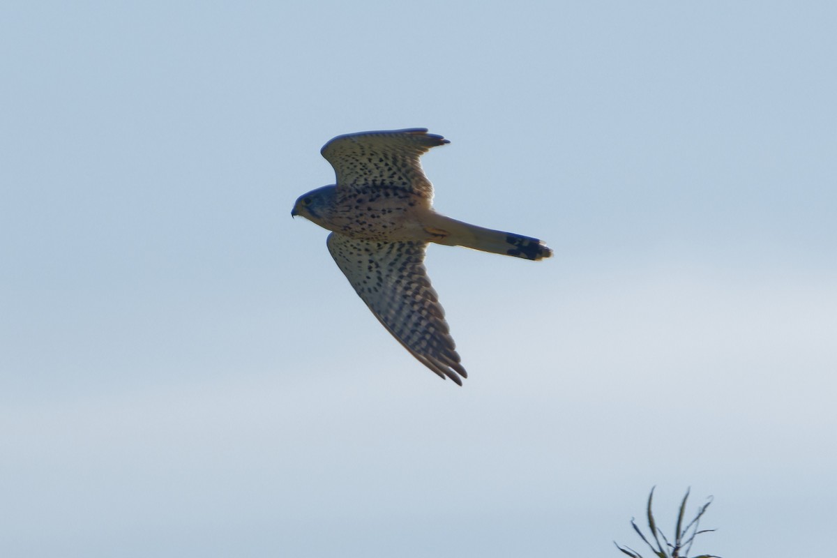 Eurasian Kestrel - ML642857081