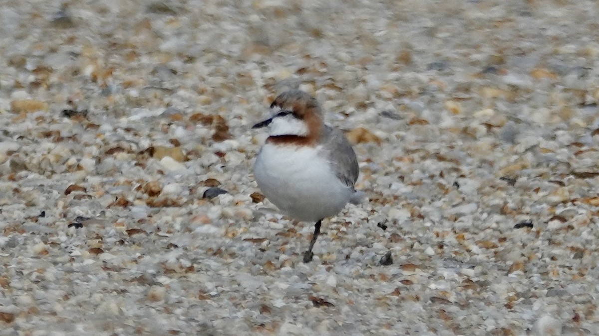 Chestnut-banded Plover - ML642857082