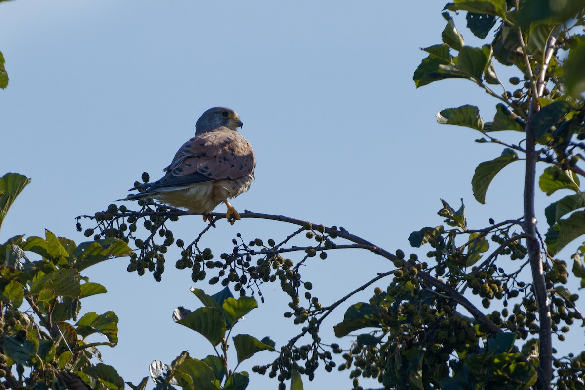 Eurasian Kestrel - ML642857083