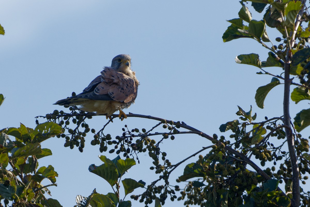 Eurasian Kestrel - ML642857084