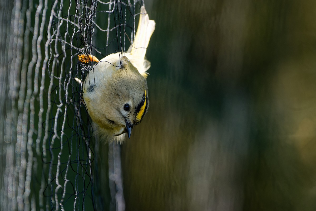 Goldcrest - ML642857085