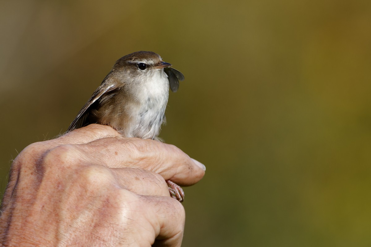 Cetti's Warbler - ML642857089