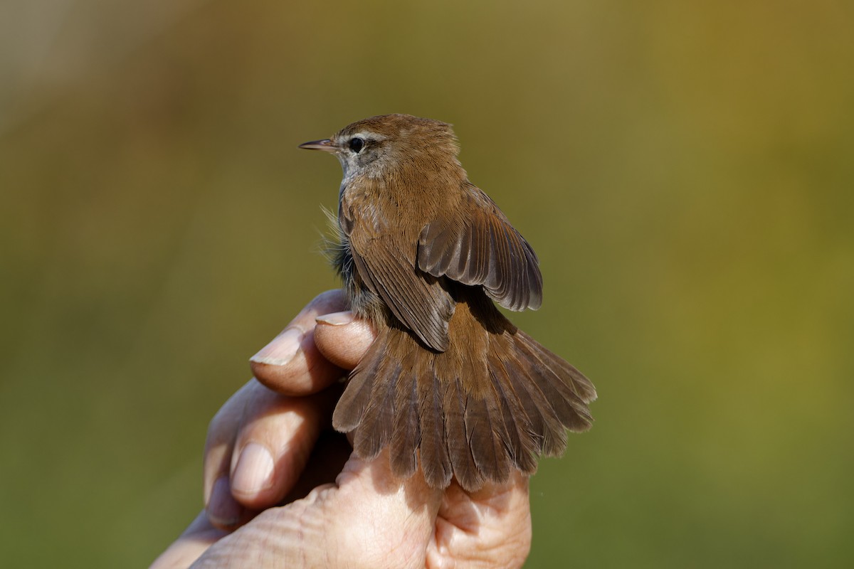 Cetti's Warbler - ML642857090
