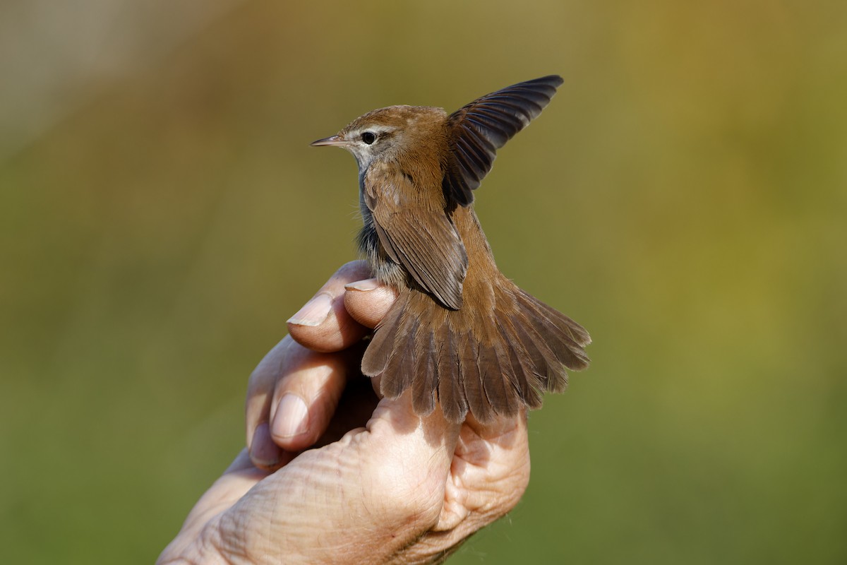 Cetti's Warbler - ML642857091