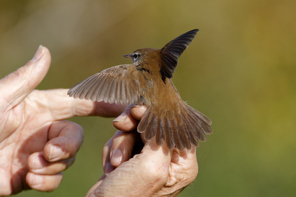 Cetti's Warbler - ML642857092
