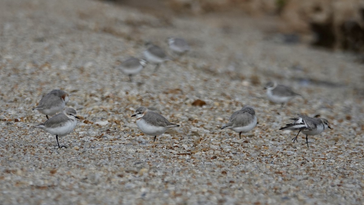 Chestnut-banded Plover - ML642857093