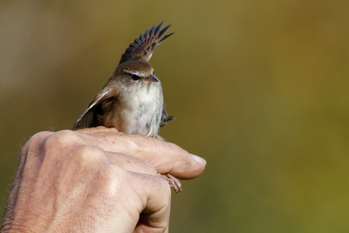 Cetti's Warbler - ML642857095