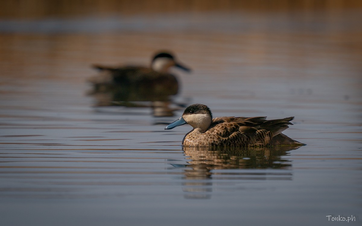 Puna Teal - ML642857105