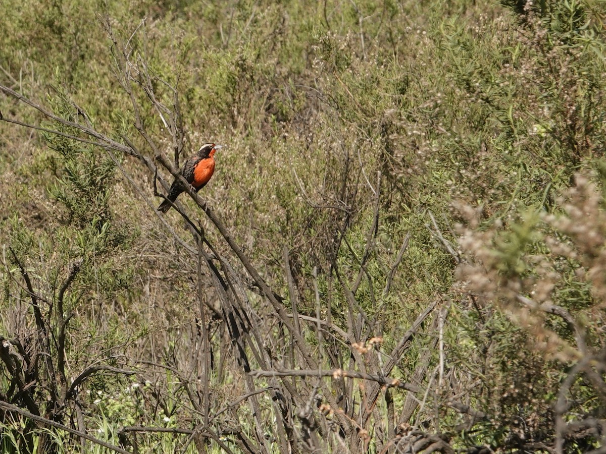 Long-tailed Meadowlark - ML642857106