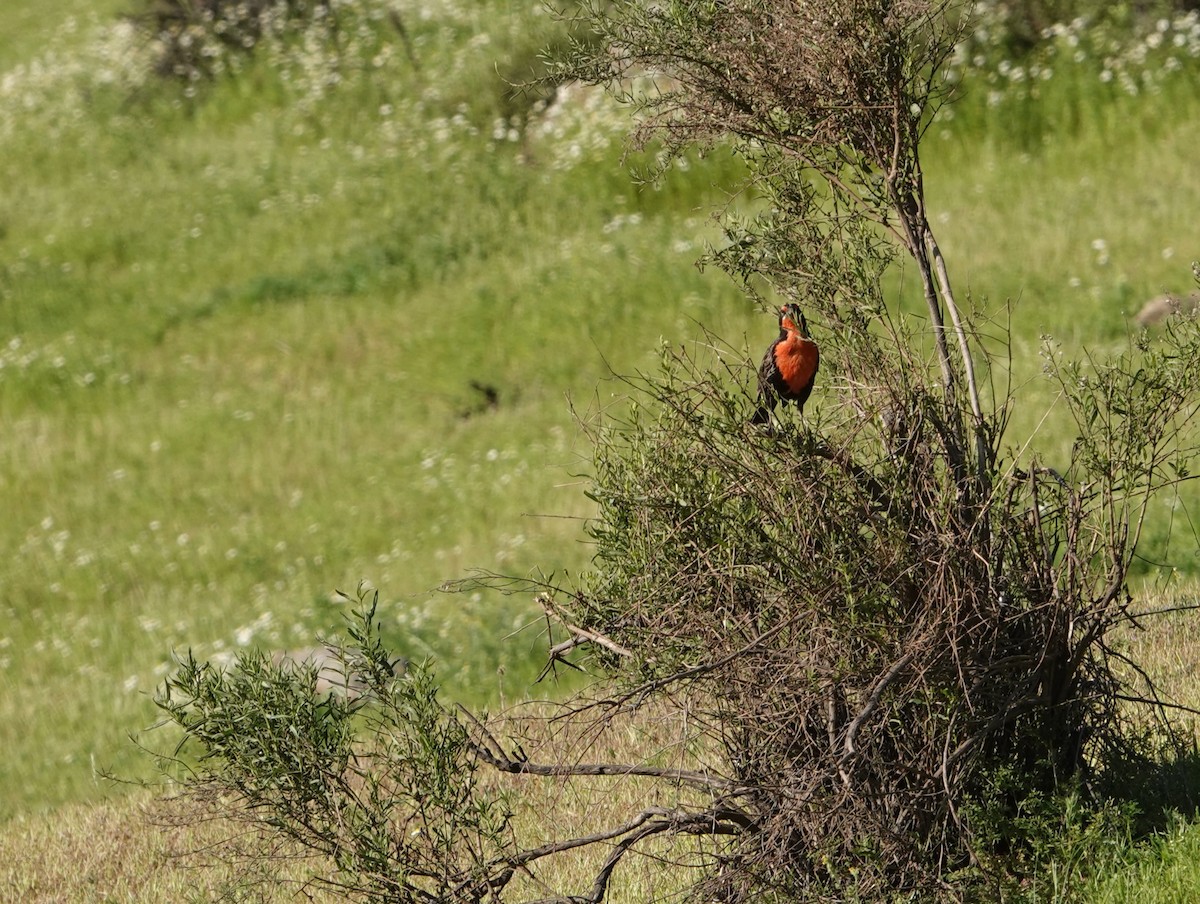 Long-tailed Meadowlark - ML642857107