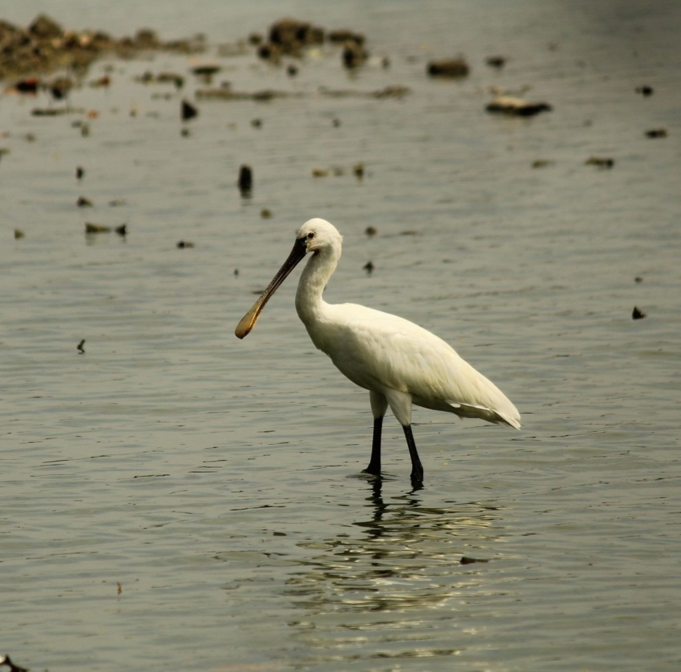 Eurasian Spoonbill - ML642857126
